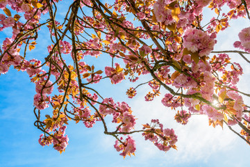 View from below of the branches of a blossoming Japanese cherry tree with the rays of the sun passing through the pink flowers.