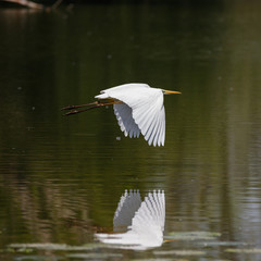  Airone bianco (Ardea alba) 
