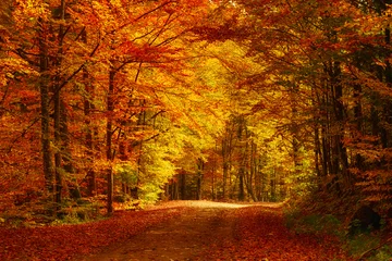 Garden poster Trees Beautiful sunny autumn landscape with fallen dry red leaves, road through the forest and yellow trees