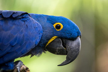 Macaw © FXSPhoto