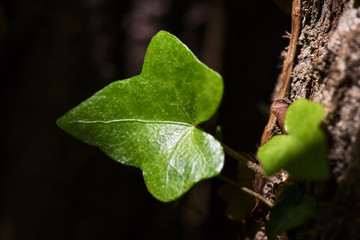 Ivy (Hedera Helix) plant climbing up tree trunk, Close Up
