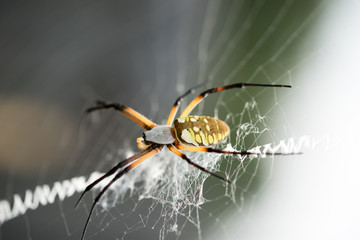 Spider