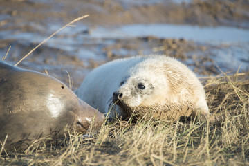 Grey Seal Pup & Mother at Donna Nook