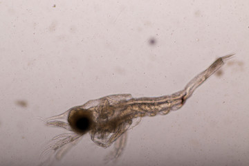 Mysis (zooplankton) under the microscope.