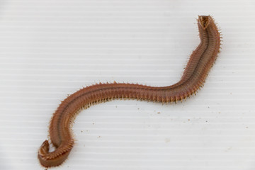 Polychaetes are a paraphyletic class of annelid worms, generally marine under the Stereo microscope view for education in laboratory.