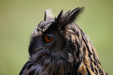 Fototapeta premium Great Horned Owl