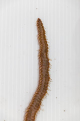 Polychaetes are a paraphyletic class of annelid worms, generally marine under the Stereo microscope view for education in laboratory.