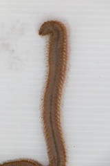 Polychaetes are a paraphyletic class of annelid worms, generally marine under the Stereo microscope view for education in laboratory.