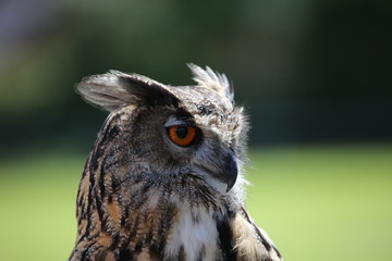 Great Horned Owl