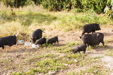 Baby wild pigs
