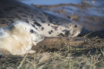 Grey Seal Pup & Mother at Donna Nook