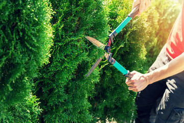 cutting thuja tree with garden hedge clippers - obrazy, fototapety, plakaty