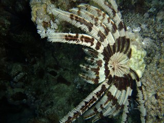 Klunzinger's Feather Star