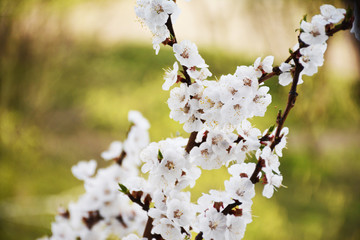 Beautiful apricot branch in April
