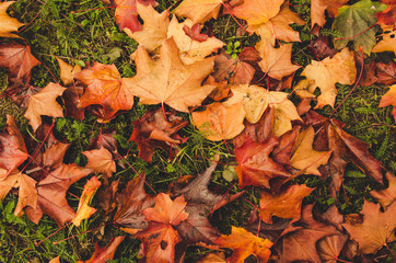 Autumn natural vintage background with red and yellow maple leaves on a green grass