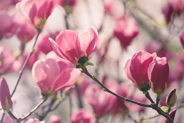 Obraz premium Blossoming of pink magnolia flowers in spring time, floral background
