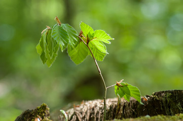 closeup of youg beech leaves on stump in the forest