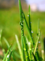 Obraz premium Spring green grass with dew drops in the sun.