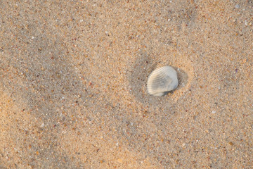 Fototapeta na wymiar Seashell on golden sand beach