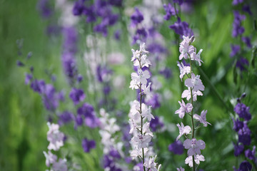 Background from tender soft violet blue beautiful flowers, floral vintage background