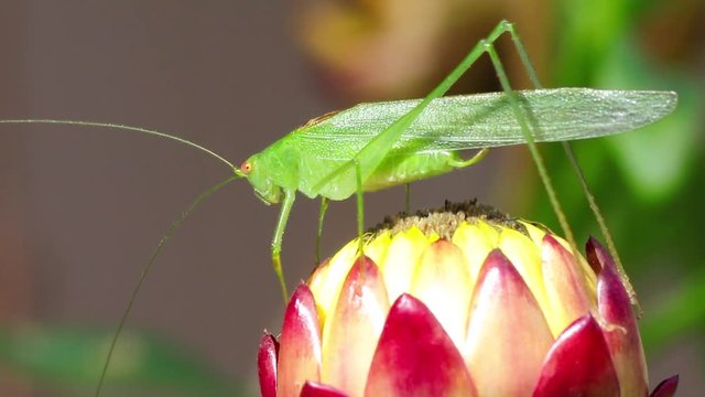 Grilo verde na flor
