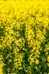 Close-up view of a field of rapeseed in full bloom bathed in sunshine at the beginning of spring.