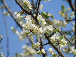Beautiful caption of some spring flowers from the village 