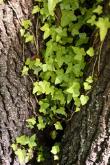 Ivy (Hedera Helix) plant climbing up tree trunk
