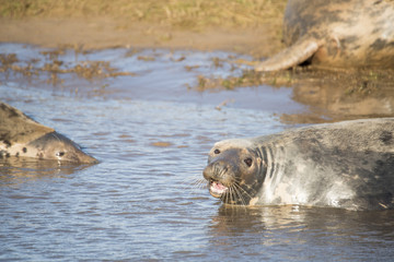 Naklejka premium Grey Seals at Donna Nook