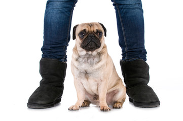 Mops zwischen Menschenbeinen isoliert auf wei&szlig;em Grund