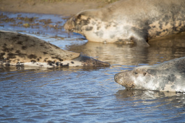 Fototapeta premium Grey Seals at Donna Nook