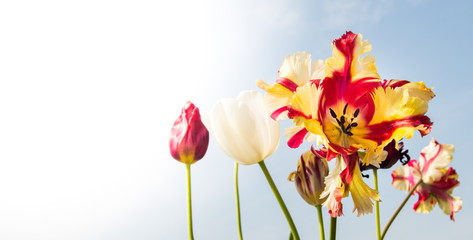 Obraz na płótnie Canvas Tulips - Tulipani