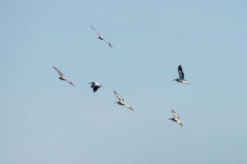 Flying spot billed pelican or grey pelican in Thailand
