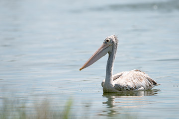 spot billed pelican or grey pelican in Thailand