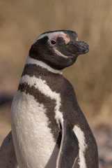 Naklejka premium Magellan Penguin (Spheniscus magellanicus) in Patagonia