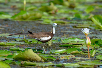Pheasant-tailed Jacana is the most beautiful waterbird with long tail lived, walk on floating vegetation in shallow lakes