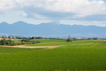 緑の畑に立つ松の木　美瑛町