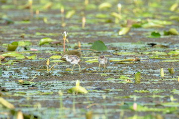 Pheasant-tailed Jacana juvenile