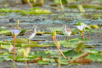 Pheasant-tailed Jacana juvenile