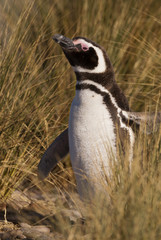 Obraz premium Magellan Penguin (Spheniscus magellanicus) in Patagonia
