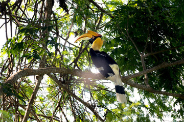 Great hornbill at Khao Yai national park, THAILAND © joesayhello