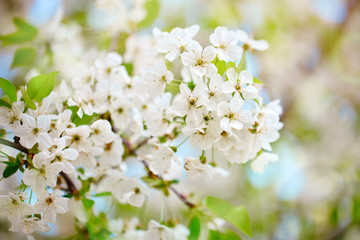 Beautiful blooming Apple trees in the spring garden. Close up.
