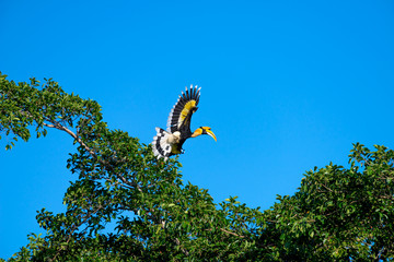 Flying great hornbill at Khao Yai national park, THAILAND