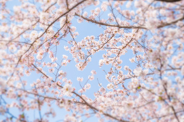 満開の桜