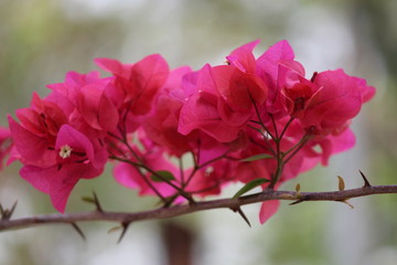 Pink Flowers