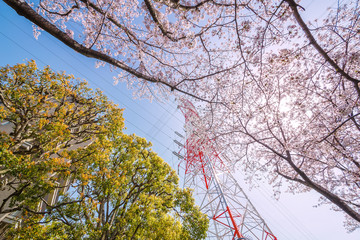 満開の桜と鉄塔