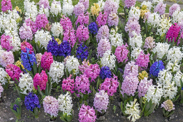 A coloured composition of hyacinths