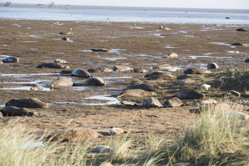 Grey Seals  at Donna Nook