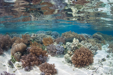 Beautiful, Shallow Coral Reef in West Papua