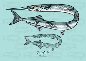 Fototapeta premium Garfish. Vector illustration with refined details and optimized stroke that allows the image to be used in small sizes (in packaging design, decoration, educational graphics, etc.)